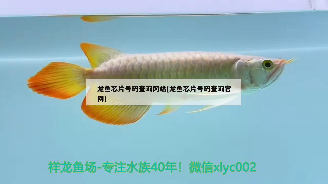 龍魚(yú)芯片號(hào)碼查詢網(wǎng)站(龍魚(yú)芯片號(hào)碼查詢官網(wǎng))