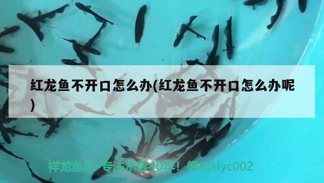 紅龍魚不開口怎么辦(紅龍魚不開口怎么辦呢)