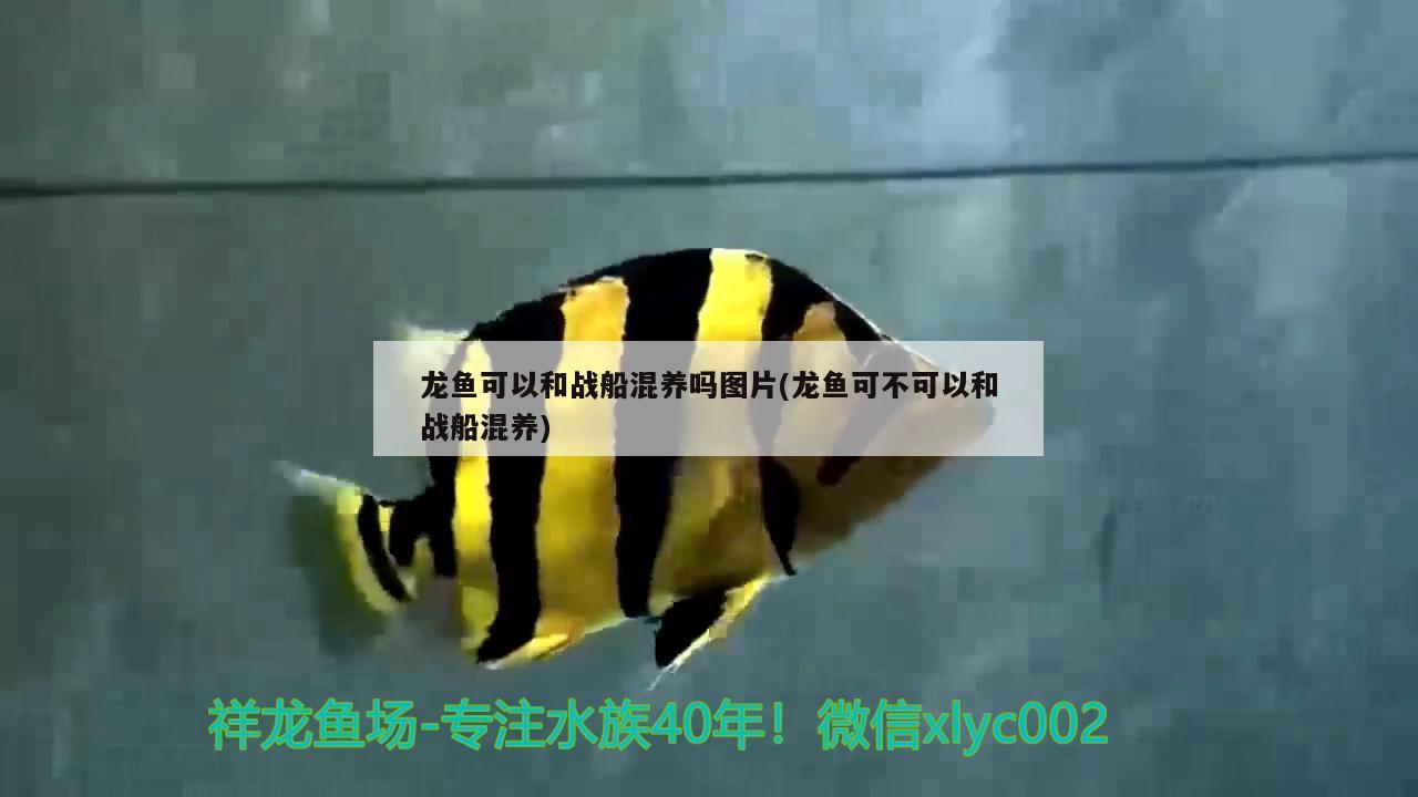 龍魚可以和戰(zhàn)船混養(yǎng)嗎圖片(龍魚可不可以和戰(zhàn)船混養(yǎng))