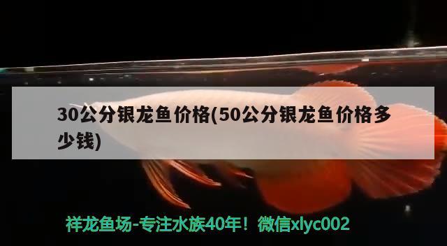 30公分銀龍魚價格(50公分銀龍魚價格多少錢)