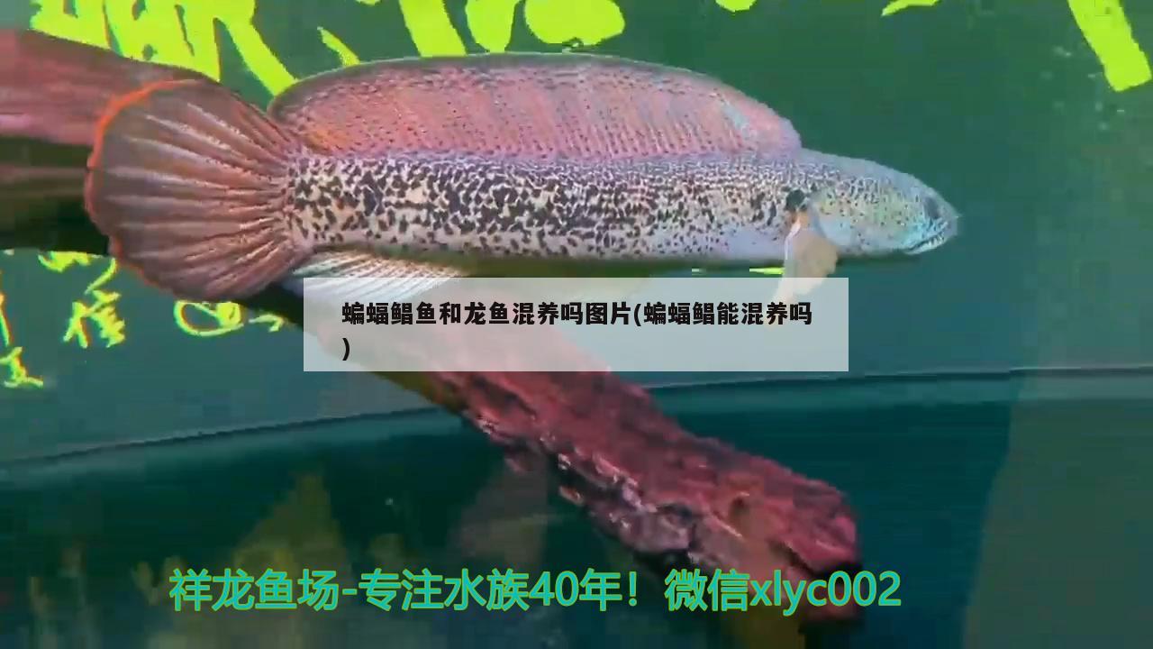 蝙蝠鯧魚(yú)和龍魚(yú)混養(yǎng)嗎圖片(蝙蝠鯧能混養(yǎng)嗎)