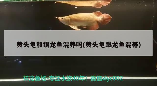 黃頭龜和銀龍魚混養(yǎng)嗎(黃頭龜跟龍魚混養(yǎng))