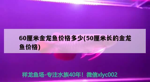 60厘米金龍魚價(jià)格多少(50厘米長的金龍魚價(jià)格)