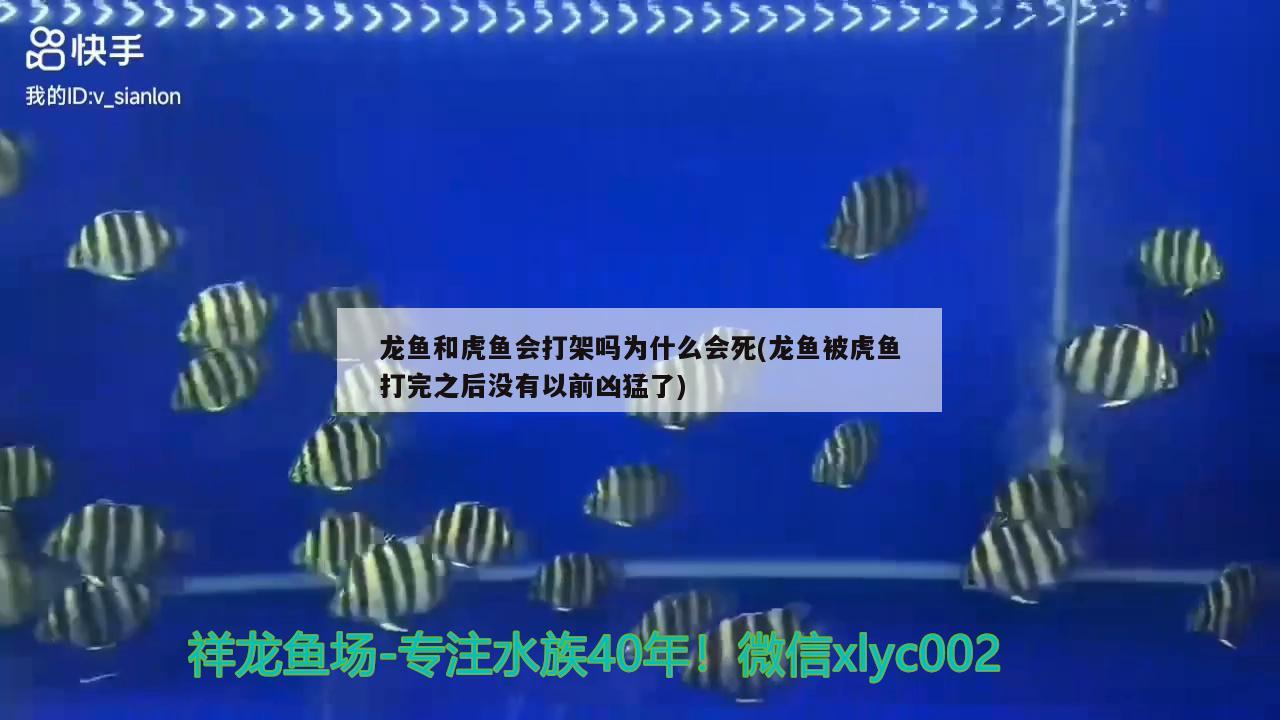 龍魚(yú)和虎魚(yú)會(huì)打架嗎為什么會(huì)死(龍魚(yú)被虎魚(yú)打完之后沒(méi)有以前兇猛了)