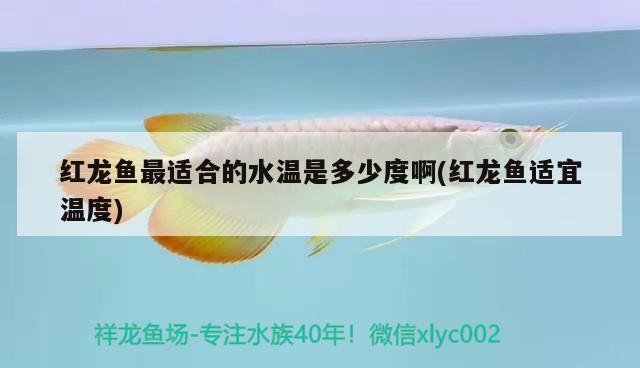 紅龍魚(yú)最適合的水溫是多少度啊(紅龍魚(yú)適宜溫度) 印尼虎苗