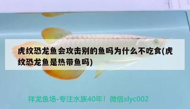 虎紋恐龍魚會(huì)攻擊別的魚嗎為什么不吃食(虎紋恐龍魚是熱帶魚嗎) 朱巴利魚