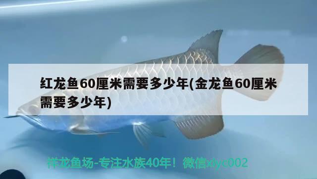 紅龍魚60厘米需要多少年(金龍魚60厘米需要多少年) 噴點菠蘿魚