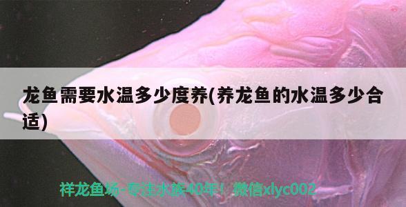 龍魚需要水溫多少度養(yǎng)(養(yǎng)龍魚的水溫多少合適) 銀河星鉆魚