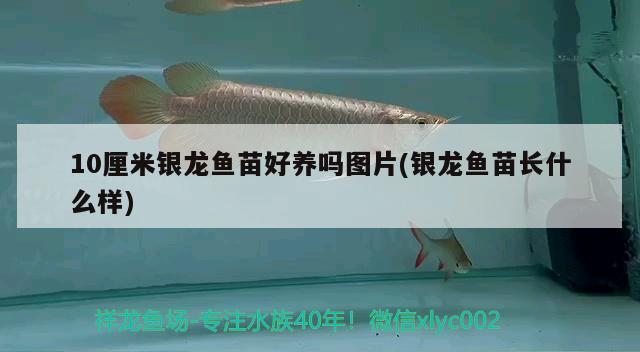 10厘米銀龍魚苗好養(yǎng)嗎圖片(銀龍魚苗長什么樣)