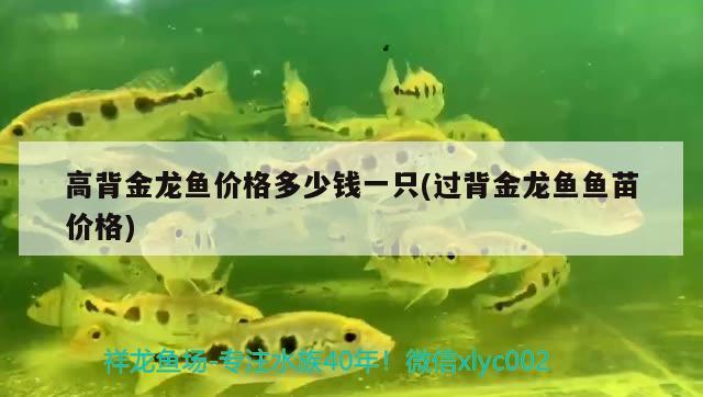 高背金龍魚價格多少錢一只(過背金龍魚魚苗價格)