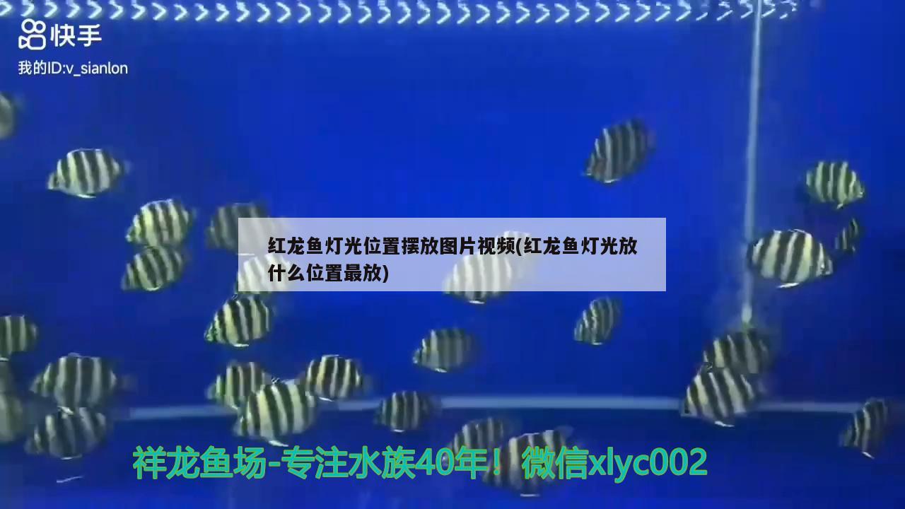 紅龍魚燈光位置擺放圖片視頻(紅龍魚燈光放什么位置最放) 蘇虎