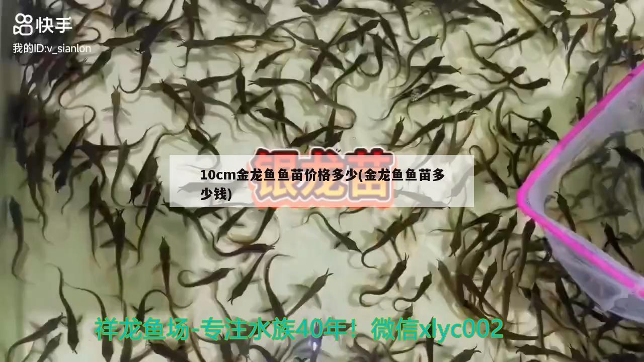 10cm金龍魚(yú)魚(yú)苗價(jià)格多少(金龍魚(yú)魚(yú)苗多少錢)