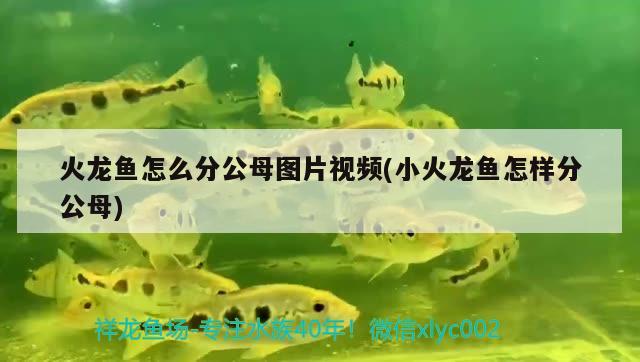 火龍魚怎么分公母圖片視頻(小火龍魚怎樣分公母) 照明器材