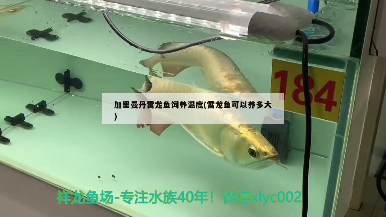 加里曼丹雷龍魚飼養(yǎng)溫度(雷龍魚可以養(yǎng)多大)