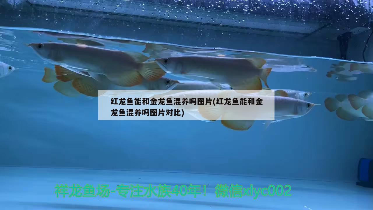 紅龍魚(yú)能和金龍魚(yú)混養(yǎng)嗎圖片(紅龍魚(yú)能和金龍魚(yú)混養(yǎng)嗎圖片對(duì)比)