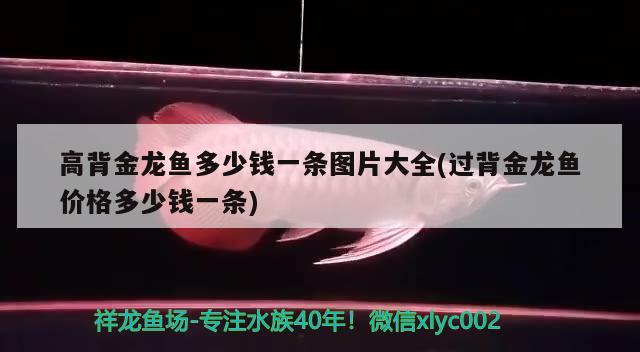 高背金龍魚多少錢一條圖片大全(過背金龍魚價格多少錢一條) 高背金龍魚