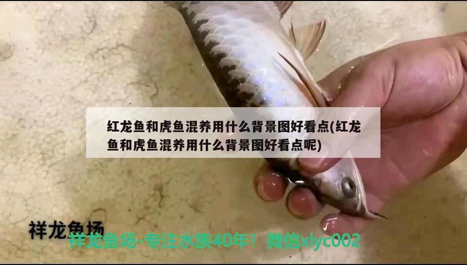 天津市哪里有定做魚缸的廠家?。禾旖螋~缸定做廠家直銷 廣州水族批發(fā)市場 第2張