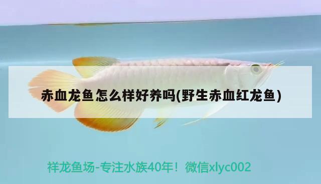 赤血龍魚怎么樣好養(yǎng)嗎(野生赤血紅龍魚) 紅勾銀版魚