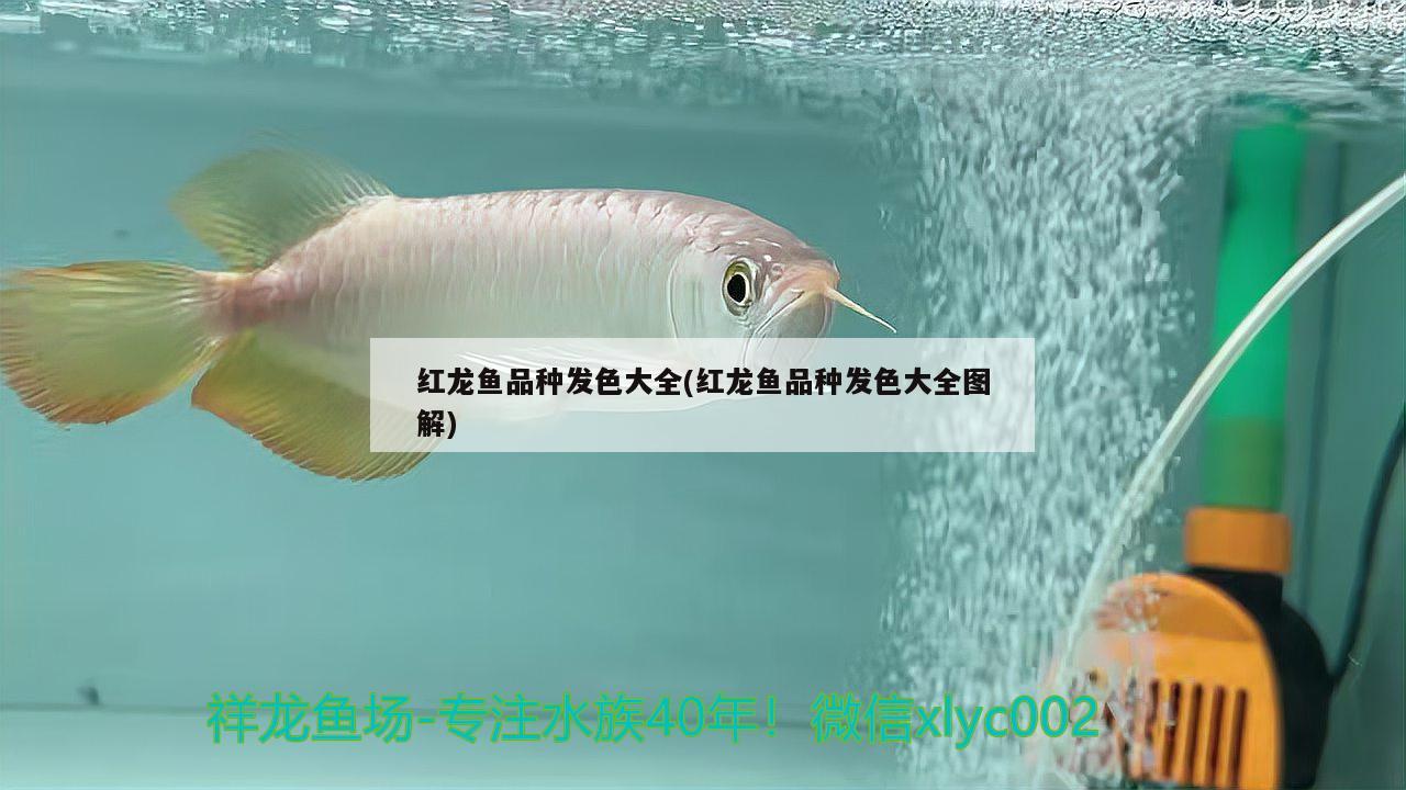 紅龍魚(yú)品種發(fā)色大全(紅龍魚(yú)品種發(fā)色大全圖解)