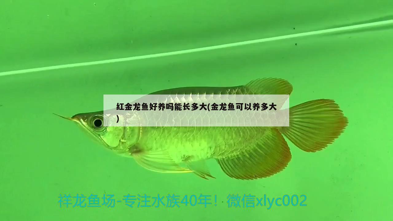 紅金龍魚好養(yǎng)嗎能長多大(金龍魚可以養(yǎng)多大) 黑云魚