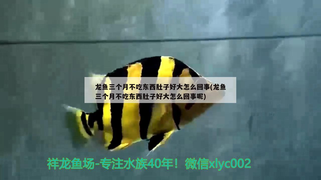 龍魚(yú)三個(gè)月不吃東西肚子好大怎么回事(龍魚(yú)三個(gè)月不吃東西肚子好大怎么回事呢) 女王大帆魚(yú)苗