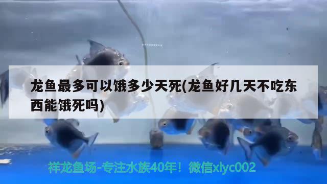 龍魚最多可以餓多少天死(龍魚好幾天不吃東西能餓死嗎) 翡翠鳳凰魚