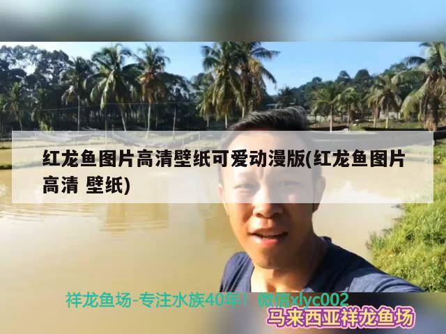 紅龍魚圖片高清壁紙可愛動漫版(紅龍魚圖片高清壁紙) 鴨嘴鯊魚