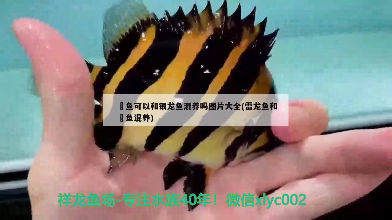 魟魚可以和銀龍魚混養(yǎng)嗎圖片大全(雷龍魚和魟魚混養(yǎng)) 銀龍魚 第2張