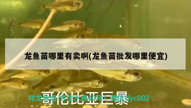 龍魚苗哪里有賣啊(龍魚苗批發(fā)哪里便宜) 黑桃A魚