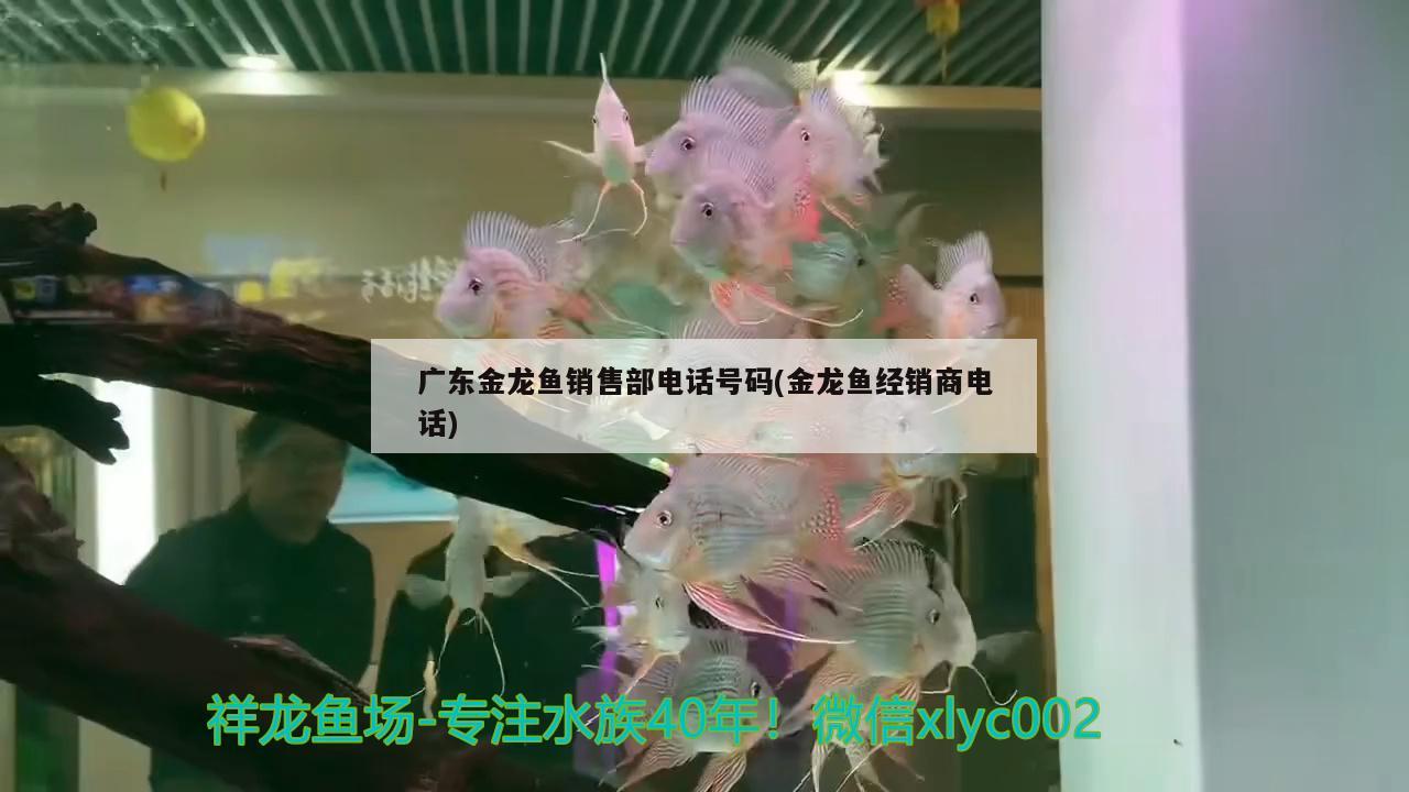 龍魚掉眼的圖片大全高清（魚眼為什么會掉） 海水魚（海水魚批發(fā)） 第1張