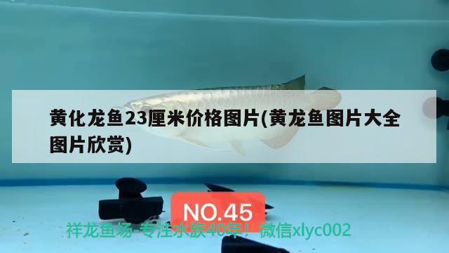 黃化龍魚23厘米價格圖片(黃龍魚圖片大全圖片欣賞) 羽毛刀魚苗