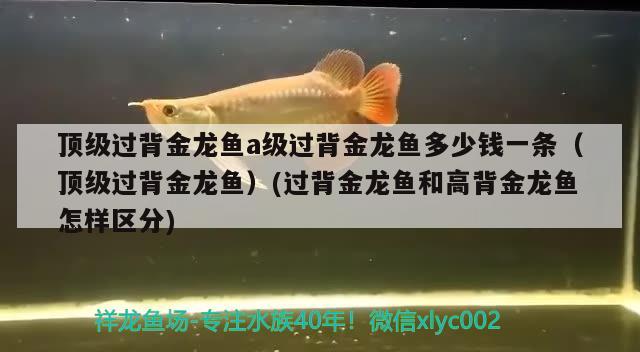 頂級(jí)過背金龍魚a級(jí)過背金龍魚多少錢一條（頂級(jí)過背金龍魚）(過背金龍魚和高背金龍魚怎樣區(qū)分) 高背金龍魚