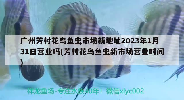 廣州芳村花鳥魚蟲市場新地址2023年1月31日營業(yè)嗎(芳村花鳥魚蟲新市場營業(yè)時間) 銀龍魚苗