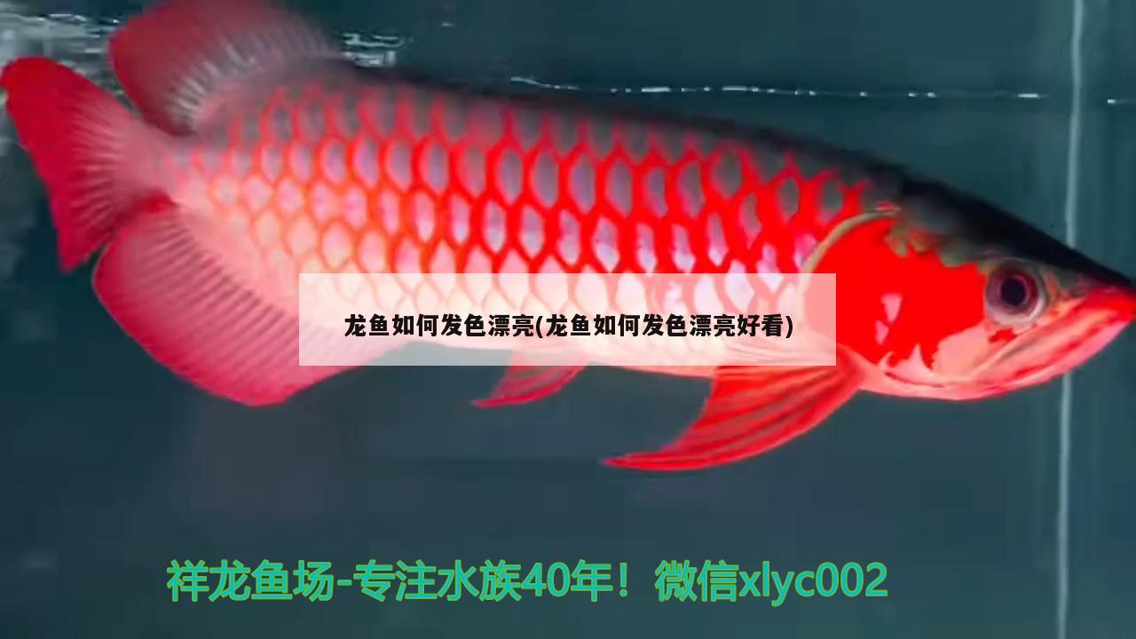 龍魚如何發(fā)色漂亮(龍魚如何發(fā)色漂亮好看)