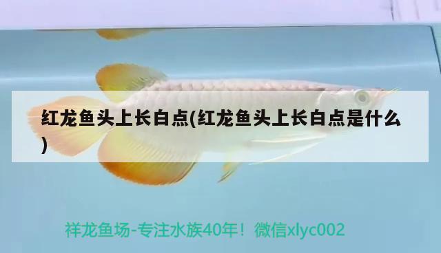 東莞觀賞魚市場(chǎng)淡水石斑魚請(qǐng)指教？？