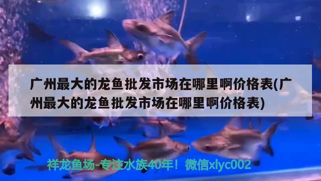 紅龍魚的挑選標(biāo)準(zhǔn)，關(guān)于紅龍魚的一些小知識(shí)