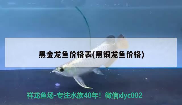 黑金龍魚價格表(黑銀龍魚價格) 銀龍魚百科