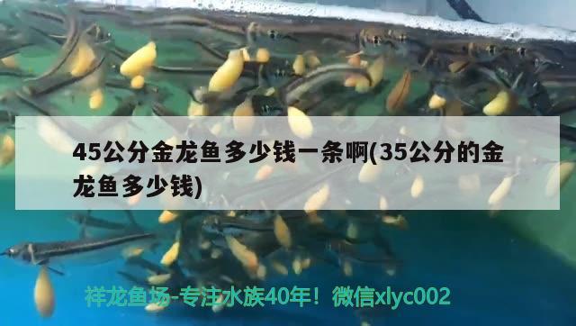 涼山彝族自治州觀賞魚市場黔西建立天橋的作文 觀賞魚市場（混養(yǎng)魚） 第2張