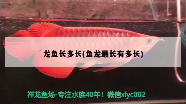 龍魚長多長(魚龍最長有多長) 馬拉莫寶石魚苗