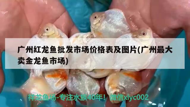 廣州紅龍魚批發(fā)市場價格表及圖片(廣州最大賣金龍魚市場) 龍魚批發(fā)