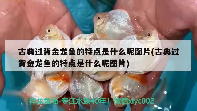 古典過背金龍魚的特點是什么呢圖片(古典過背金龍魚的特點是什么呢圖片) 古典過背金龍魚