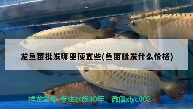 龍魚苗批發(fā)哪里便宜些(魚苗批發(fā)什么價格) 銀古魚苗