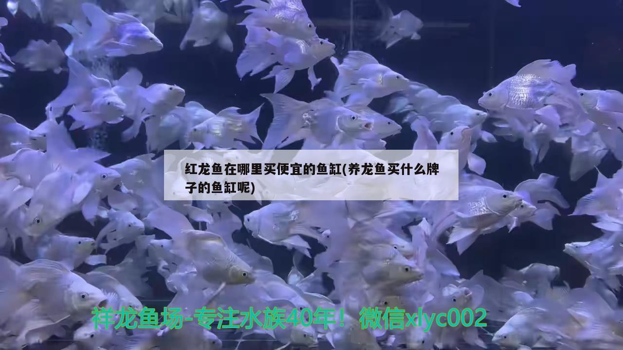 紅龍魚(yú)在哪里買便宜的魚(yú)缸(養(yǎng)龍魚(yú)買什么牌子的魚(yú)缸呢)