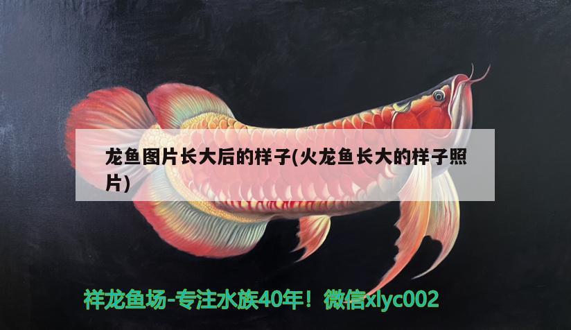 龍魚圖片長(zhǎng)大后的樣子(火龍魚長(zhǎng)大的樣子照片) 龍魚批發(fā) 第2張