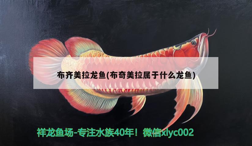 布齊美拉龍魚(布奇美拉屬于什么龍魚)