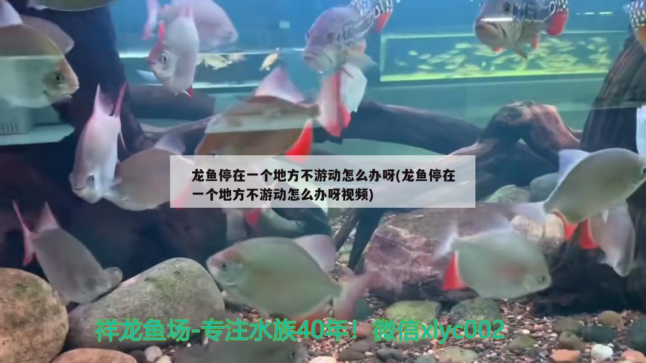 龍魚停在一個(gè)地方不游動(dòng)怎么辦呀(龍魚停在一個(gè)地方不游動(dòng)怎么辦呀視頻) 刀魚魚