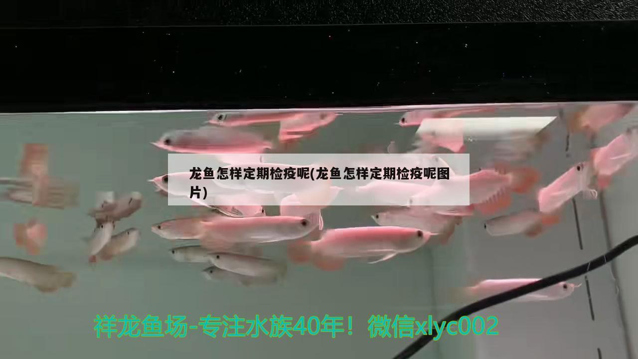 龍魚怎么養(yǎng)及喂養(yǎng)技巧視頻教程全集(龍魚怎么養(yǎng)及喂養(yǎng)技巧視頻教程全集圖片)