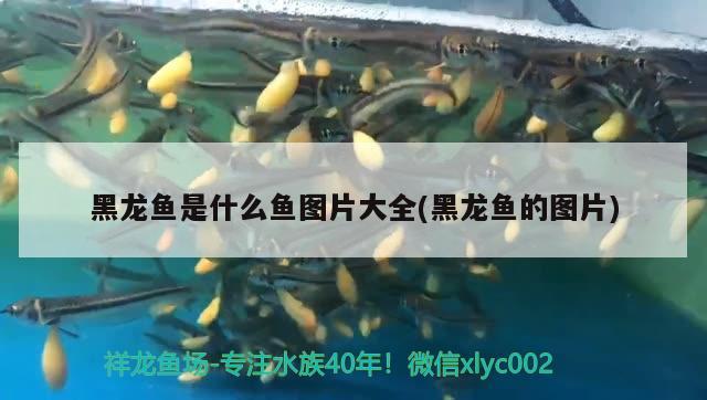 黑龍魚是什么魚圖片大全(黑龍魚的圖片) 野生地圖魚