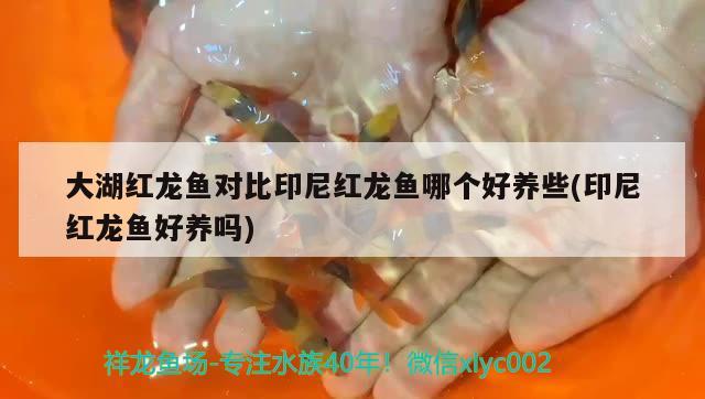 大湖紅龍魚(yú)對(duì)比印尼紅龍魚(yú)哪個(gè)好養(yǎng)些(印尼紅龍魚(yú)好養(yǎng)嗎) 大湖紅龍魚(yú)