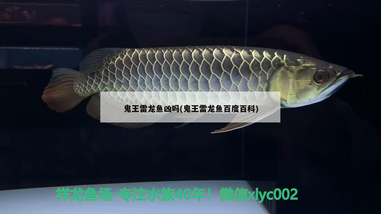 鬼王雷龍魚兇嗎(鬼王雷龍魚百度百科)